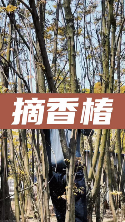 香椿雞蛋有，就缺二兩酒！