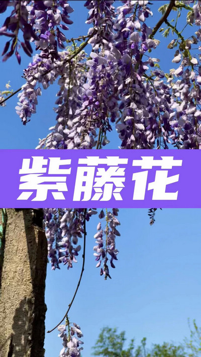 春有約，花不誤，陌上紫藤香如故。